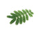 Click and Grow Mimosa Refill