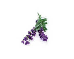 Click and Grow Lavender Refill