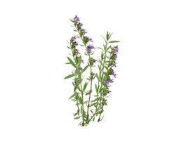 Click and Grow Hyssop Refill