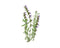 Click and Grow Hyssop Refill