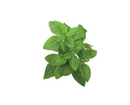 Click and Grow Dwarf Basil Refill