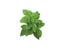 Click and Grow Dwarf Basil Plant Pods