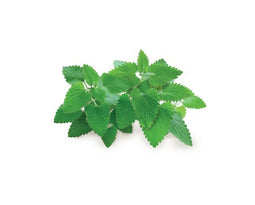 Click and Grow Catnip Refill