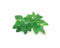 Click and Grow Catnip Refill
