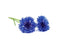 Click and Grow Cornflower Refill