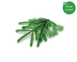 Click and Grow Spruce Plant Pods