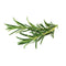 Click and Grow Rosemary 9-pack