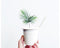 Click and Grow Spruce Plant Pods