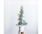 Click and Grow Spruce Plant Pods