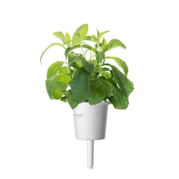 Click and Grow Stevia Plant Pods
