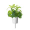 Click and Grow Stevia Plant Pods