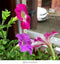 Click and Grow Petunia Refill
