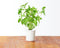 Click and Grow Thai Basil Refill