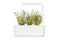 Click and Grow Thyme Plant Pods
