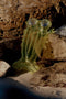 Sunnylife 2023 Luxe Lie-On Float Sonny the Sea Creature Citrus