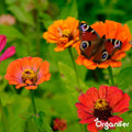 Vlinderbloemen en Bijenmengsel - 40 soorten (500g, 250m2) - Veldbloemen - Bloemenzaad Vlinders - Bloemen - Bloemzaden - Bloemenzaad Voor Bijen - Veldbloemen Zaad - Vlinderbloemen - Nectar - Organifer