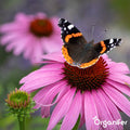 Vlinderbloemen en Bijenmengsel - 40 soorten (500g, 250m2) - Veldbloemen - Bloemenzaad Vlinders - Bloemen - Bloemzaden - Bloemenzaad Voor Bijen - Veldbloemen Zaad - Vlinderbloemen - Nectar - Organifer