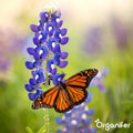 Vlinderbloemen en Bijenmengsel - 40 soorten (500g, 250m2) - Veldbloemen - Bloemenzaad Vlinders - Bloemen - Bloemzaden - Bloemenzaad Voor Bijen - Veldbloemen Zaad - Vlinderbloemen - Nectar - Organifer