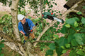 Bosch UniversalChainPole Accu kettingzaag - Zonder 18V accu en lader