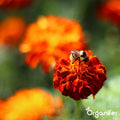Vlinderbloemen en Bijenmengsel - 40 soorten (500g, 250m2) - Veldbloemen - Bloemenzaad Vlinders - Bloemen - Bloemzaden - Bloemenzaad Voor Bijen - Veldbloemen Zaad - Vlinderbloemen - Nectar - Organifer