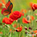 Vlinderbloemen en Bijenmengsel - 40 soorten (500g, 250m2) - Veldbloemen - Bloemenzaad Vlinders - Bloemen - Bloemzaden - Bloemenzaad Voor Bijen - Veldbloemen Zaad - Vlinderbloemen - Nectar - Organifer