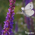 Vlinderbloemen en Bijenmengsel - 40 soorten (500g, 250m2) - Veldbloemen - Bloemenzaad Vlinders - Bloemen - Bloemzaden - Bloemenzaad Voor Bijen - Veldbloemen Zaad - Vlinderbloemen - Nectar - Organifer