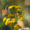 Vlinderbloemen en Bijenmengsel - 40 soorten (500g, 250m2) - Veldbloemen - Bloemenzaad Vlinders - Bloemen - Bloemzaden - Bloemenzaad Voor Bijen - Veldbloemen Zaad - Vlinderbloemen - Nectar - Organifer